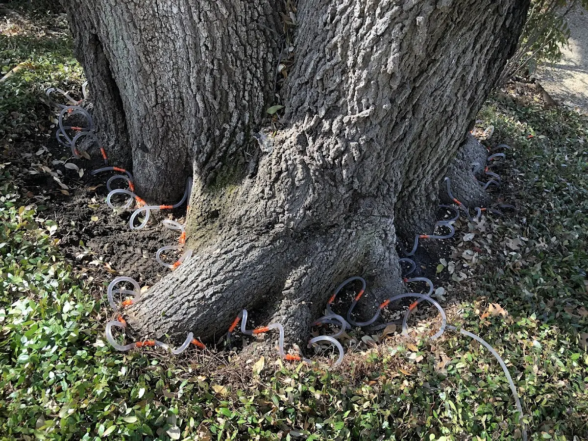 Detailed Tree Cabling and Bracing job site in Saint Croix Falls