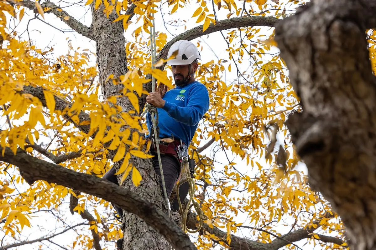 Skilled Tree Transplanting crew working in Saint Croix Falls