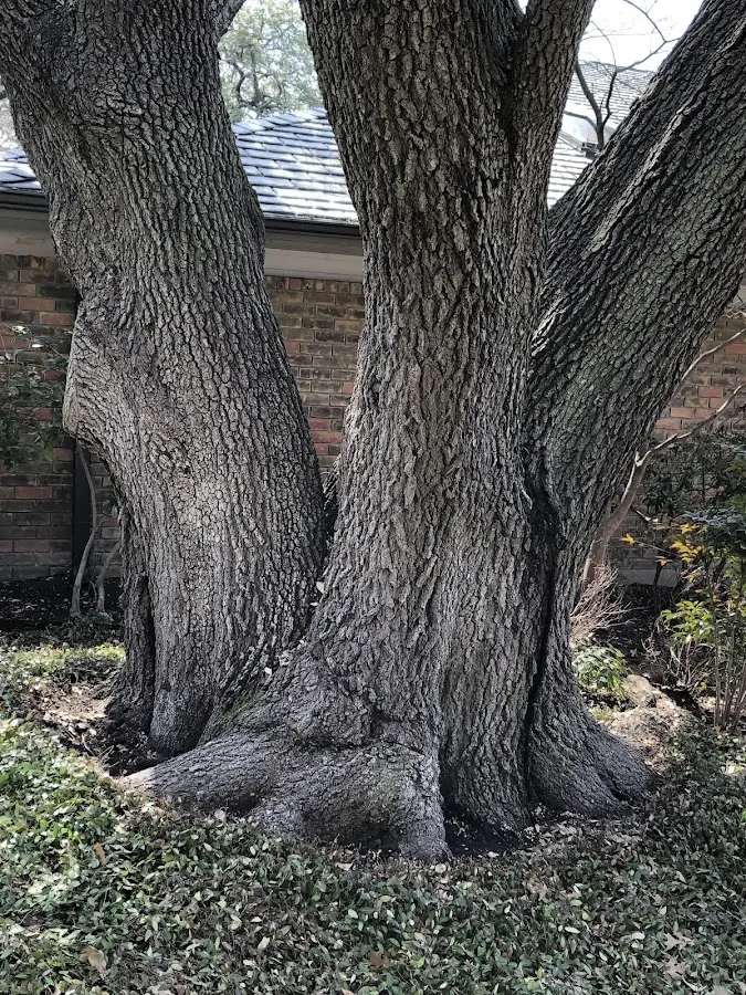 Mature heritage tree close to a Saint Croix Falls property cared for by certified arborists